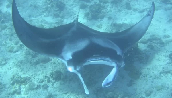 Manta ray during on a snorkeling trip.