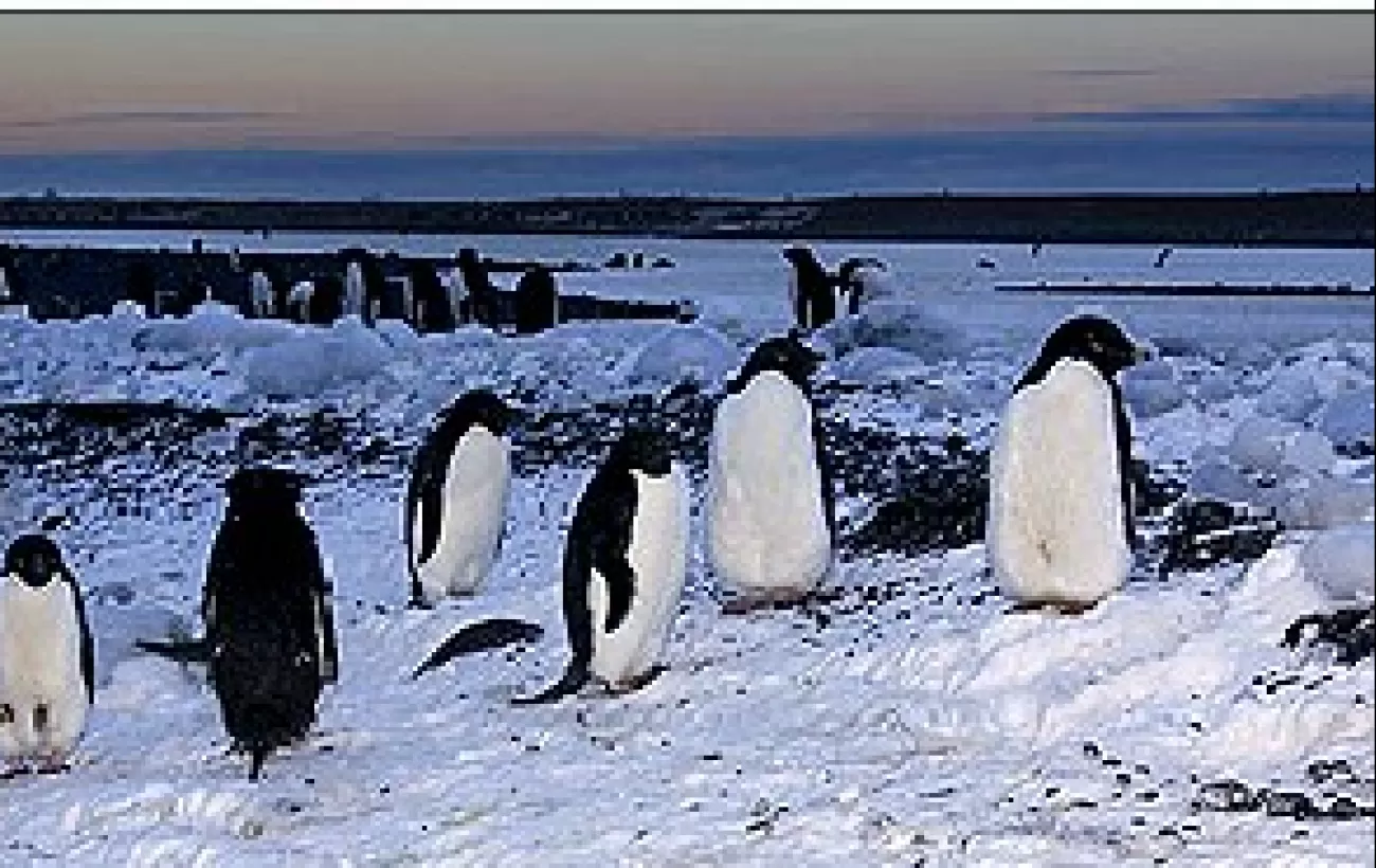 Penguins socializing on the Antarctic Peninsula