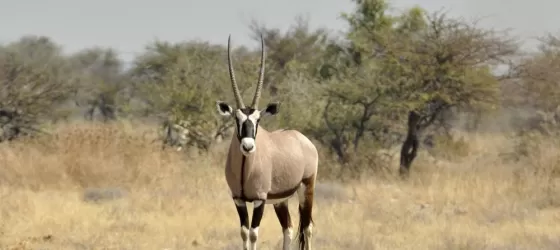 A beautiful black and white Oryx stands in the dry Africa landscape.