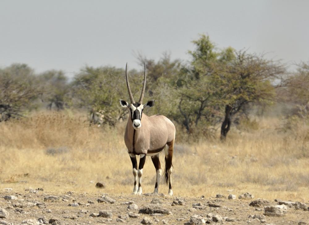 6 Best Namib Desert and Sossusvlei Area Trips, Tours, Cruises ...