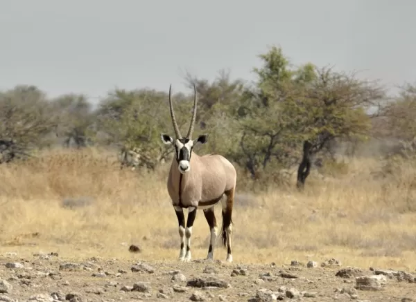 A beautiful black and white Oryx stands in the dry Africa landscape.