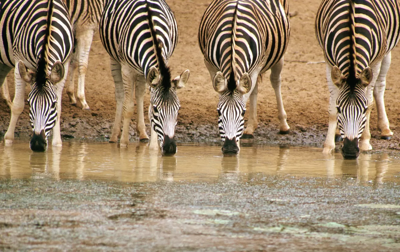 A herd of zebras quench their thirst at a watering hole.
