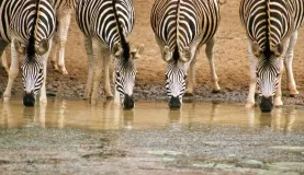 A herd of zebras quench their thirst at a watering hole.