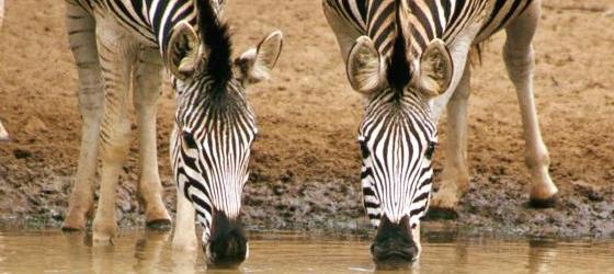 A herd of zebras quench their thirst at a watering hole.