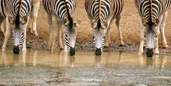 A herd of zebras quench their thirst at a watering hole.