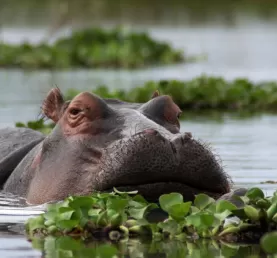A Hippopotamus glides through the swampy waters.