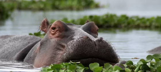 A Hippopotamus glides through the swampy waters.