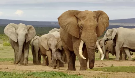 A herd of elephants of all sizes make their way across the valley.