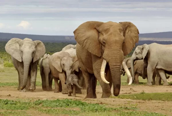 A herd of elephants of all sizes make their way across the valley.