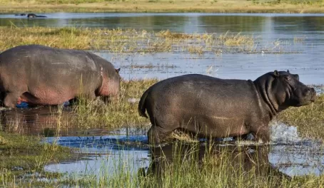 Hippos walk into the swampy water of Botswana.