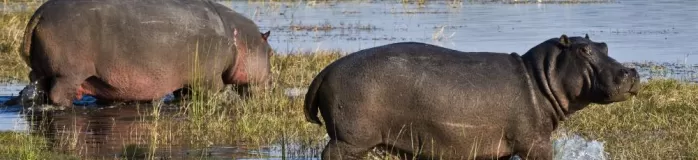 Hippos walk into the swampy water of Botswana.
