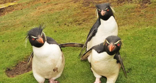 A group of rockhopper penguins watch the camera.