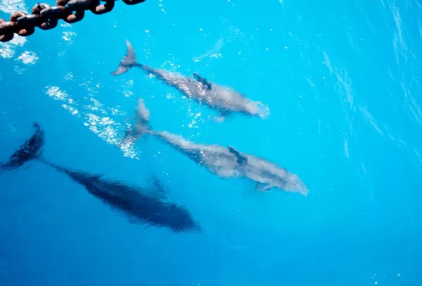 Dolphins swim alongside the Liberty Clipper.