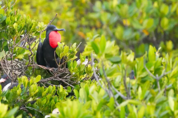 Bird of Aldabra