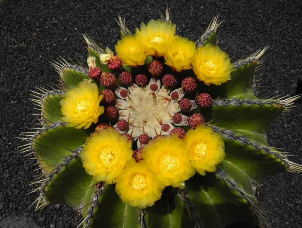 Intricate cactus of the Azores