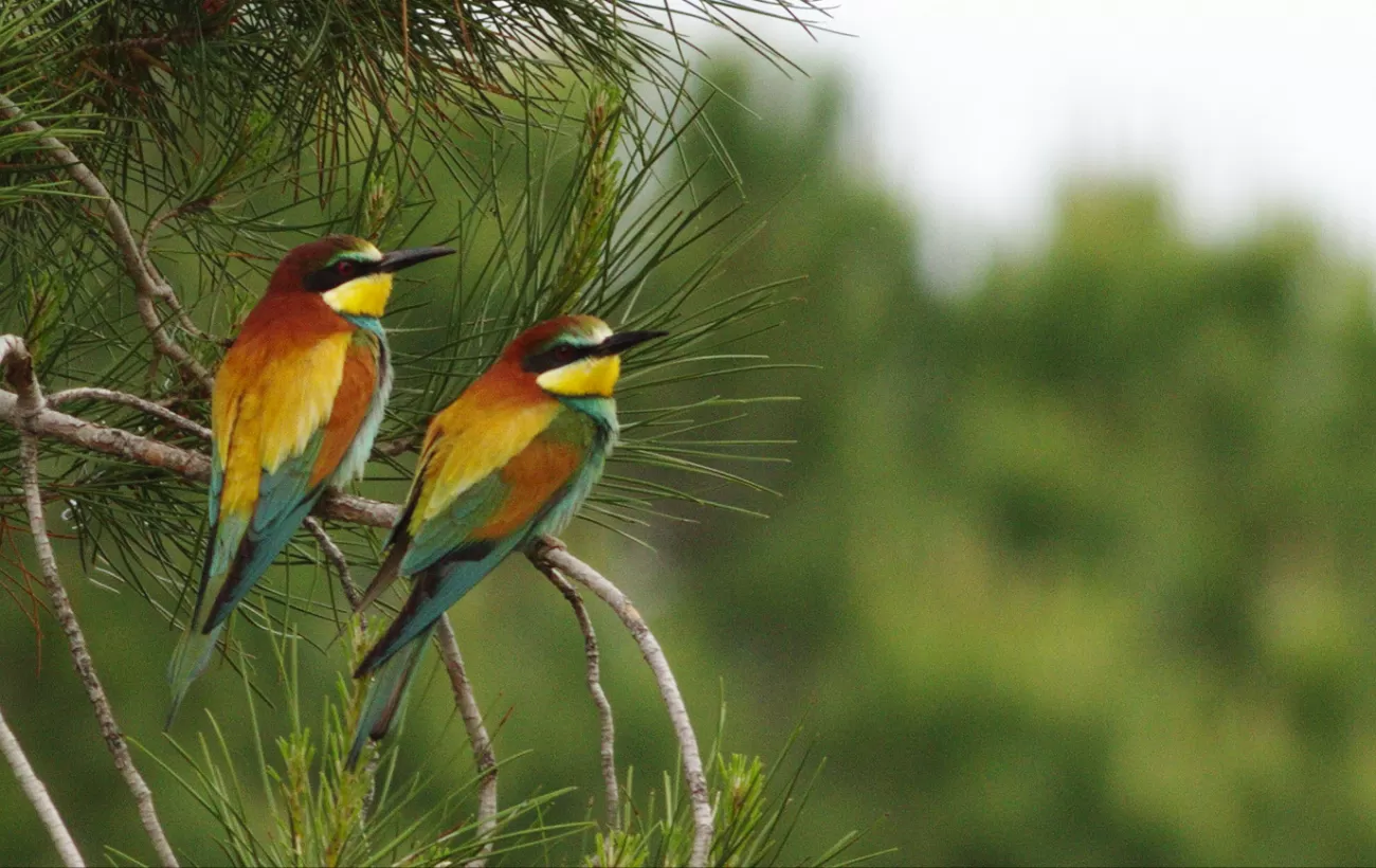 Birds of the Azores