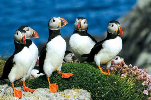 View puffins on your Europe cruise