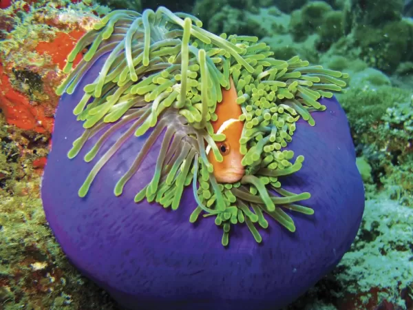 Admire the locals as you snorkel the reef