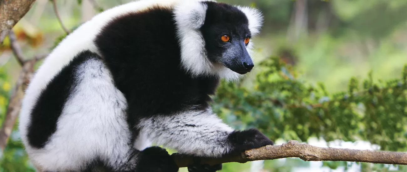 A black-and-white ruffed lemur sits quietly up in a tree.