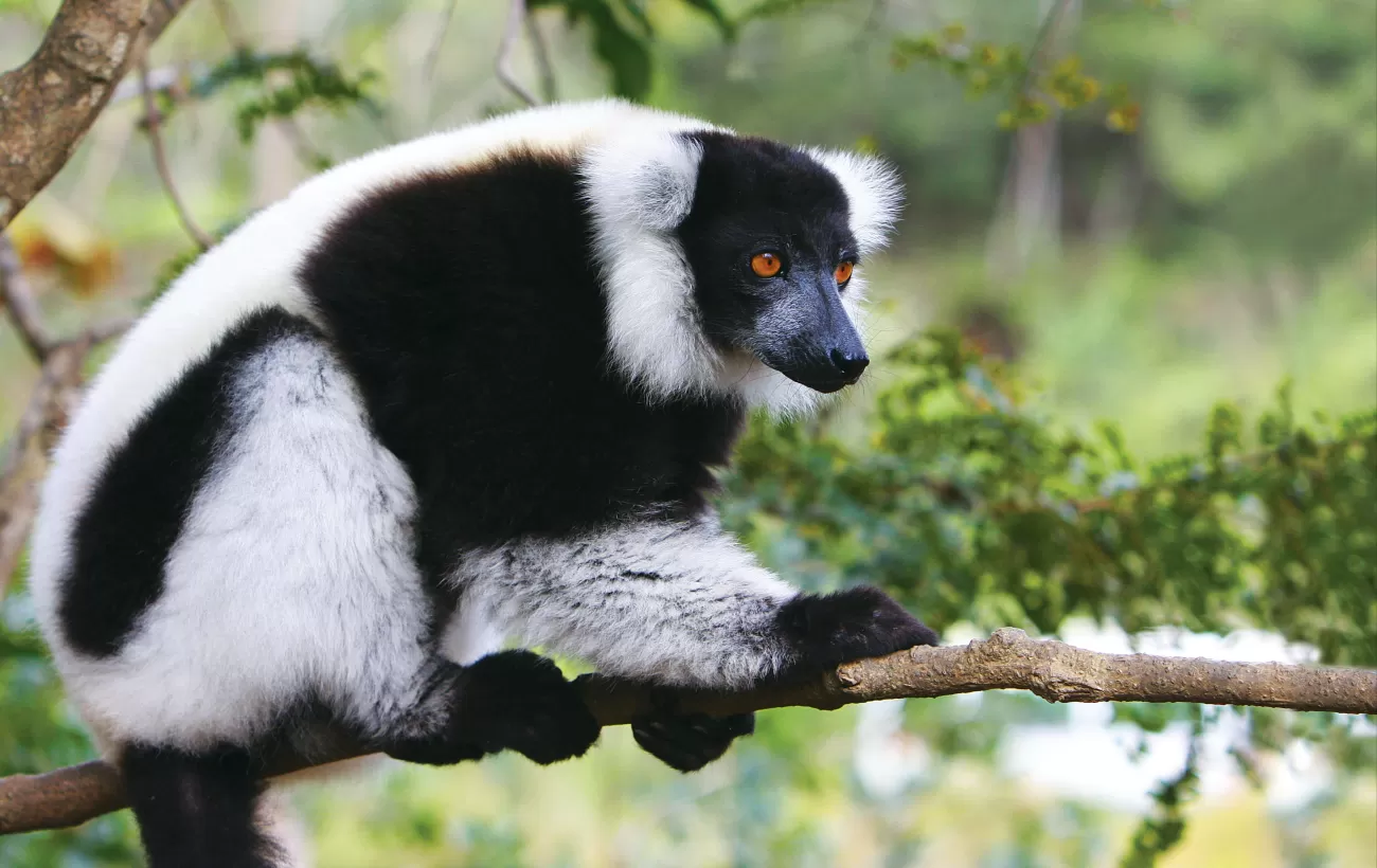 A black-and-white ruffed lemur sits quietly up in a tree.