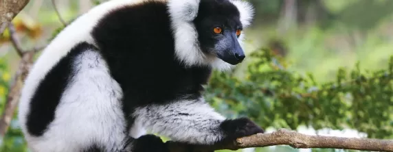 A black-and-white ruffed lemur sits quietly up in a tree.