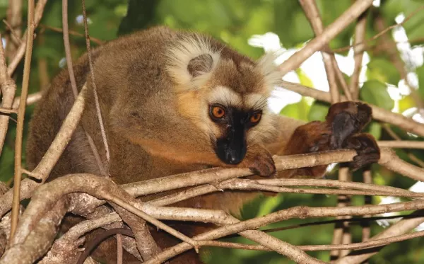 A red-fronted brown lemur studies it's surroundings from high in a tree.