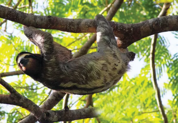 Encounter the sloths who live in the trees