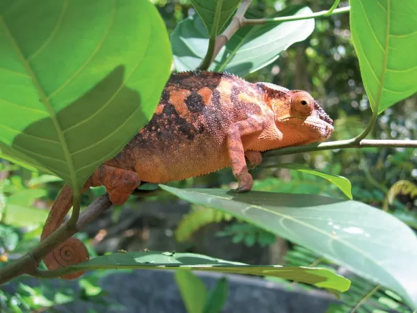 A panther chameleon wraps itself around a small branch.