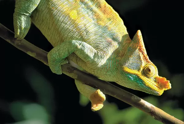 A chameleon holds tight to a branch while searching it's surroundings.