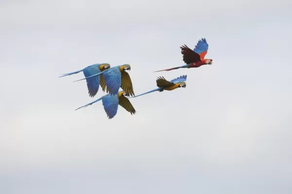 Scarlet and blue macaws fly over the Amazon