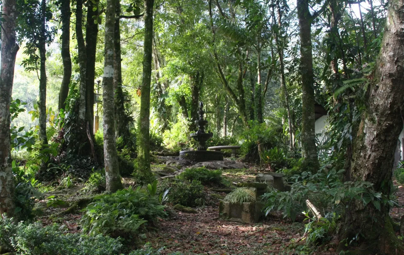 Walk through the lush green forest around Selva Negra Lodge.