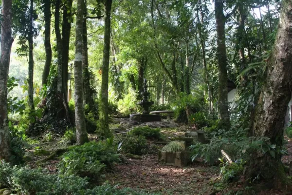Walk through the lush green forest around Selva Negra Lodge.