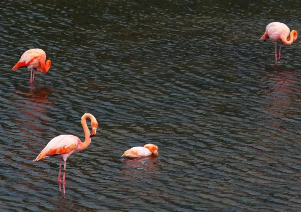 Witness the beautiful and colorful flamingos.