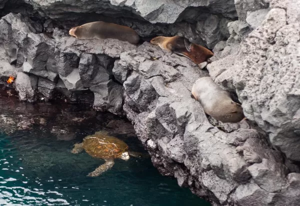 Seals rest on the rocky shores with brightly colored crabs while sea turtles swim below.