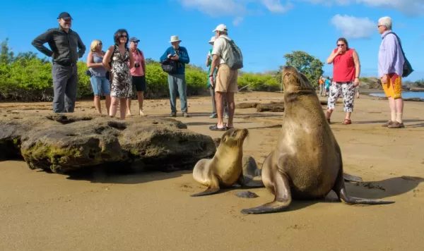 Travelers gather around to witness a seal and her pup relaxing on the sand.