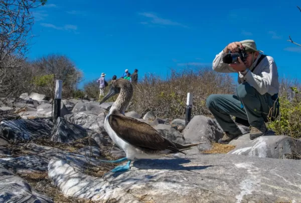 A traveler photographs the amazing blue-footed boobie.