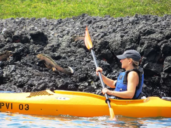 A kayaker flows past a shore covered with iguanas.