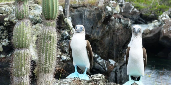 A pair of blue-footed boobies perch on the rocky shore.