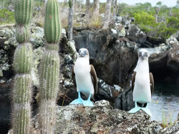 A pair of blue-footed boobies perch on the rocky shore.