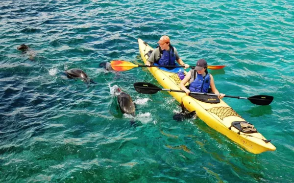 Kayak with friendly and curious sea lions.