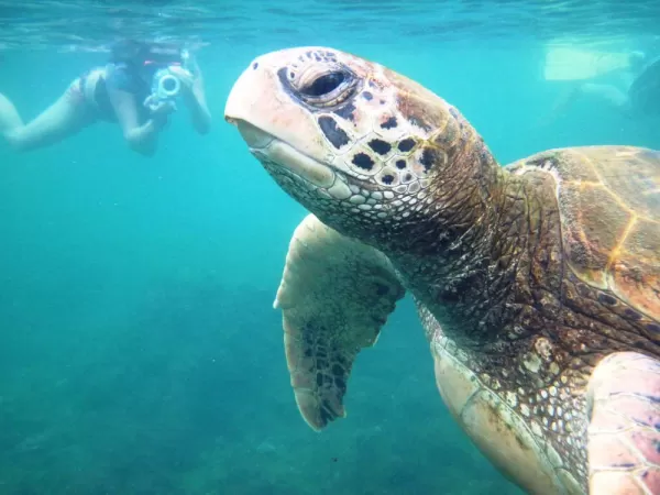 Take a swim with sea turtles on your Galapagos adventure.