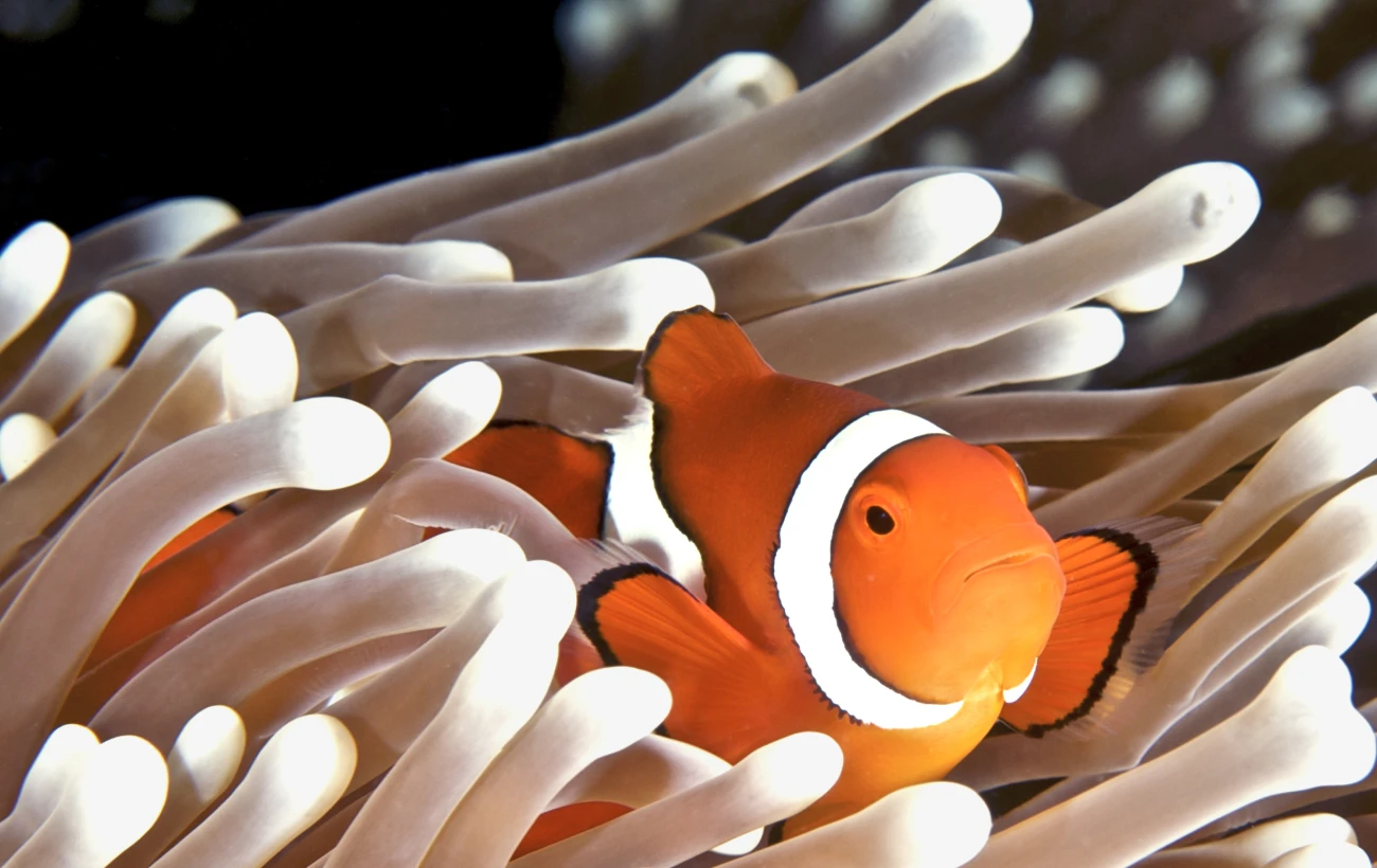 A clownfish hides in an anemone in Australia's Great Barrier Reef