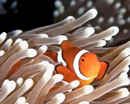 A clownfish hides in an anemone in Australia's Great Barrier Reef