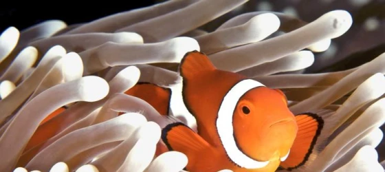 A clownfish hides in an anemone in Australia's Great Barrier Reef