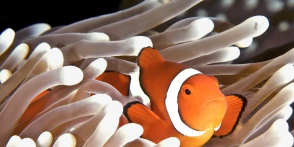 A clownfish hides in an anemone in Australia's Great Barrier Reef
