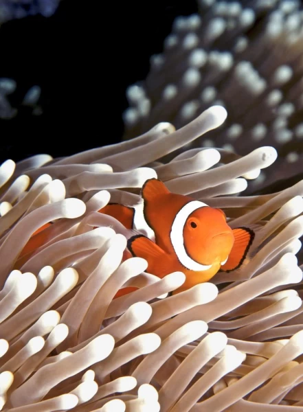 A clownfish hides in an anemone in Australia's Great Barrier Reef