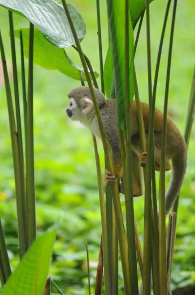 A squirrel monkey hides in the Amazon