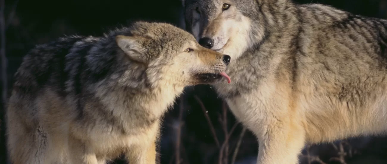 Wolves nuzzling in the snow