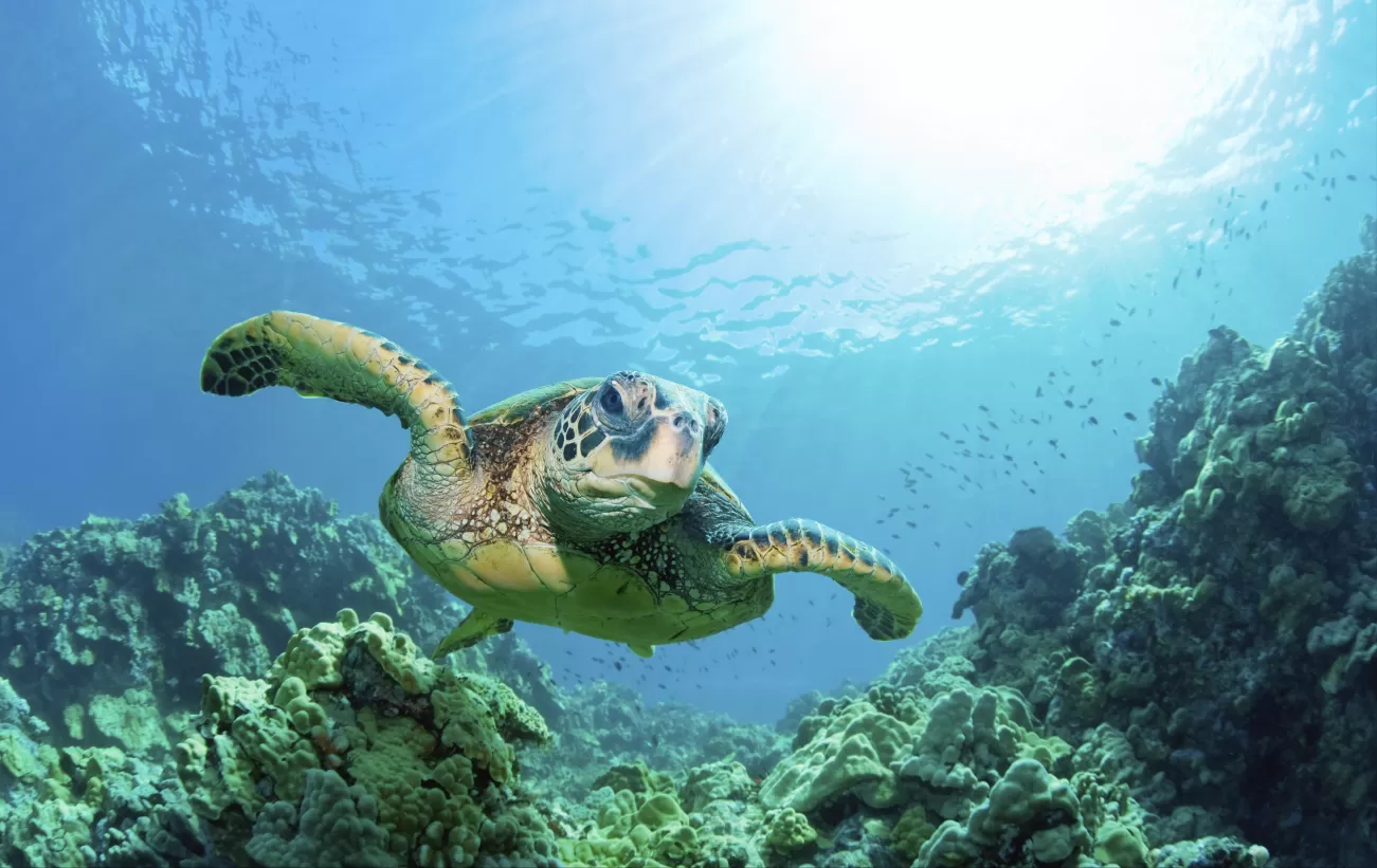 Sea turtle swimming in the clear water