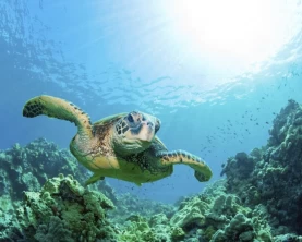Sea turtle swimming in the clear water